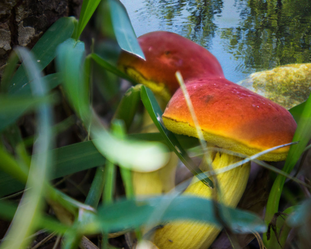 Along the Creek