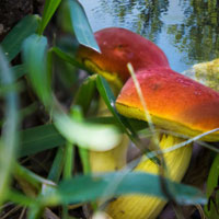 Along the Creek